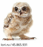 Fluffy owlet chick standing on white background. Стоковое AI-изображение, AI-художник Иван Рябоконь / Фотобанк Лори