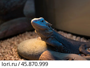 Ящерица бородатая агама pogona barbata морфы зеро в террариуме в бежевых тонах под лучами ультрафиолетовой лампы. Стоковое фото, фотограф Алиса Сокол / Фотобанк Лори