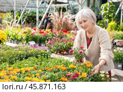 Woman in casual clothes shopping for pot of gazania hybrida at flower shop. Стоковое фото, фотограф Яков Филимонов / Фотобанк Лори