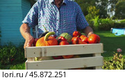 farmer with vegetable harvest on farm plot. Стоковое видео, видеограф Igor Skripachev / Фотобанк Лори