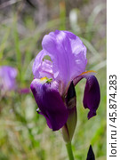 Delicate, garden iris (Iridaceae) growing in a flower bed. Стоковое фото, фотограф Татьяна Ляпи / Фотобанк Лори