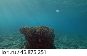 Underwater corals world of Similan islands. Стоковое видео, видеограф Михаил Коханчиков / Фотобанк Лори