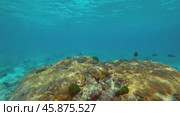 Underwater corals world of Similan islands. Стоковое видео, видеограф Михаил Коханчиков / Фотобанк Лори