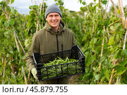 Man farmer gathers ripe peas in box in garden. Стоковое фото, фотограф Яков Филимонов / Фотобанк Лори