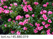 Close-up of Rhododendron Kirin, a vibrant azalea variety with pink flowers and glossy green leaves. Belongs to the Ericaceae family, ideal for gardens. Стоковое фото, фотограф Татьяна Терехина / Фотобанк Лори