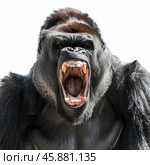 Powerful silverback gorilla showing dominance screaming at you. Стоковое AI-изображение, AI-художник Иван Рябоконь / Фотобанк Лори