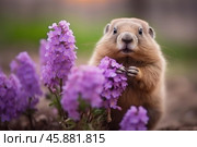 Cute prairie dog holding and smelling purple flowers in a garden. Стоковое AI-изображение, AI-художник Иван Рябоконь / Фотобанк Лори