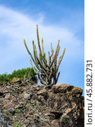 A bunch of cacti with a sun shining on them. Стоковое фото, фотограф Дмитрий Брусков / Фотобанк Лори