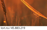 Spider and cobweb on ears of wheat at sunset. Стоковое видео, видеограф Михаил Коханчиков / Фотобанк Лори