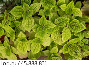 Close-up of bright green Pilea mollis plants with textured, wrinkled leaves. Botanical detail of tropical foliage. Top view with soft natural lighting. Стоковое фото, фотограф Татьяна Терехина / Фотобанк Лори