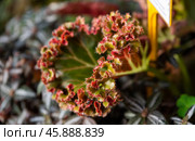 Close-up of Pilea spruceana Silver Tree with its distinctive silver and green leaves accented by a red margin, showcasing its ornamental beauty. Стоковое фото, фотограф Татьяна Терехина / Фотобанк Лори