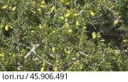 Argan nuts growng on green tree branch in Morocco. Стоковое видео, видеограф Михаил Коханчиков / Фотобанк Лори