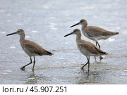 Виллет (Tringa semipalmata) - крупная береговая птица семейства Scolopacidae. Кулик-песочник рода Тринга. Коста-Рика, Центральная Америка. Стоковое фото, фотограф Bala-Kate / Фотобанк Лори