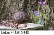 Big snail in shell crawling in forest closeup. Стоковое видео, видеограф Михаил Коханчиков / Фотобанк Лори