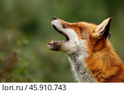 Red fox howling in nature with blurred green background. Стоковое AI-изображение, AI-художник Иван Рябоконь / Фотобанк Лори