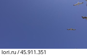 Many seagulls fly against blue sky. Стоковое видео, видеограф Михаил Коханчиков / Фотобанк Лори