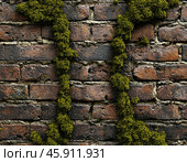 Efflorescence is a whitish trace on the surface of brickwork, represented by a mixture of chemical compounds of salts. Mold on a wet wall, lichens, moss. Стоковое AI-изображение, AI-художник Сергей Елизарьев / Фотобанк Лори