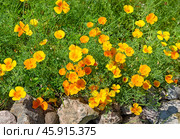 California Poppy (Eschscholzia californica),.Эшшольция , калифорнийский мак. Стоковое фото, фотограф Roman B. / Фотобанк Лори