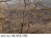 Armenian monastery of Haghartsin of the 11th-13th century in the Tavush Province of Armenia. Trees branches. Стоковое фото, фотограф Evgenia Shevardina / Фотобанк Лори