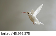 International Albinism Awareness Day, albino hummingbird on a white background, a genetic feature of appearance, not like everyone else. Стоковое AI-изображение, AI-художник Светлана Леуто / Фотобанк Лори