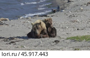 Brown bears mother and cub resting. Стоковое видео, видеограф Михаил Коханчиков / Фотобанк Лори