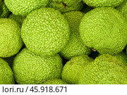 Beautiful green natural background of many fruits of maclura pomifera. Стоковое фото, фотограф Роман Дзюбало / Фотобанк Лори