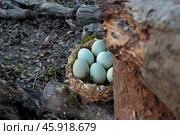 Голубые куриные яйца в плетеной корзинке. Стоковое фото, фотограф Лариса Веселова / Фотобанк Лори