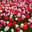 Pink, red and white tulips flowers field. Spring background. Стоковое фото, фотограф Photolart / Фотобанк Лори