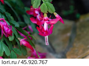 Schlumbergera buckleyi, also known as Christmas cactus, showcasing lush pink flowers and vibrant green foliage in a ceramic pot. Стоковое фото, фотограф Татьяна Терехина / Фотобанк Лори