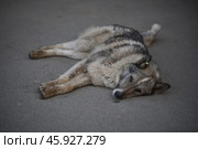 Безнадзорные животные бродячие собаки. Стоковое фото, фотограф юрий доронин / Фотобанк Лори