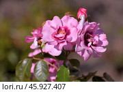 The Beautiful large pinc color and a varietal rose. Стоковое фото, фотограф Володина Ольга / Фотобанк Лори