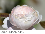 The Beautiful large white color and varietal rose. Стоковое фото, фотограф Володина Ольга / Фотобанк Лори