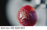 Pulsating red blood cell rotating slowly under microscope. Стоковое видео, видеограф Данил Руденко / Фотобанк Лори