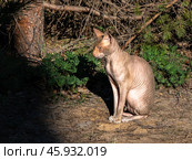 Кошка породы донской сфинкс на прогулке во дворе вглядывается в темноту тени. Стоковое фото, фотограф Сергей Комаров / Фотобанк Лори
