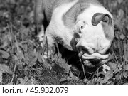 Puppy breed English bulldog wrapped ears. Стоковое фото, фотограф Екатерина Горохова / Фотобанк Лори