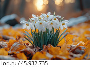Early spring concept. Flowers snowdrops in garden, sunlight. First beautiful snowdrops in spring. Common snowdrop blooming. Galanthus nivalis bloom in spring forest. Snowdrops close up. Стоковое AI-изображение, AI-художник Ирина Михайличенко / Фотобанк Лори