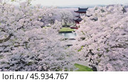 Camera panning revealing japanese temple surrounded by cherry trees. Стоковое видео, видеограф Данил Руденко / Фотобанк Лори