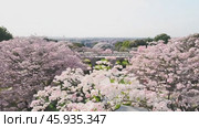 Panning camera movement showcasing vibrant cherry blossom trees in full bloom. Стоковое видео, видеограф Данил Руденко / Фотобанк Лори