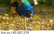 A close-up of a male peacock with bright blue, green and brown plumage. The bird is walking on a bed of leaves in a forest, looking for food. Стоковое фото, фотограф Воловодов Владимир / Фотобанк Лори