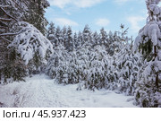 Январь, ночью прошел сильный снегопад. Стоковое фото, фотограф Александр Романов / Фотобанк Лори