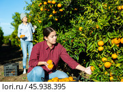 Female hired employee harvesting tangerines in garden. Стоковое фото, фотограф Яков Филимонов / Фотобанк Лори