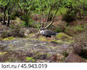 Wild greylag goose Anser anser, wildlife, Ireland. Стоковое фото, фотограф Татьяна Кахилл / Фотобанк Лори