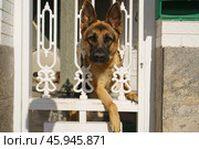 Овчарка охраняет частный дом. Стоковое фото, фотограф YuryKara / Фотобанк Лори