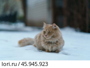 Рыжий кот на улице Москвы зимой. Стоковое фото, фотограф YuryKara / Фотобанк Лори