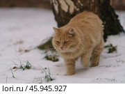 Рыжий кот на улице Москвы зимой. Стоковое фото, фотограф YuryKara / Фотобанк Лори