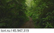 Tropical forest interior. Background of a rainforest. Drone view of Bali. Стоковое видео, видеограф Степанов Григорий / Фотобанк Лори