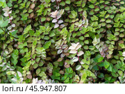 Close-up of Callisia repens plants with vibrant green, purple, and cream variegated leaves, showcasing a lush and dense growth pattern. Стоковое фото, фотограф Татьяна Терехина / Фотобанк Лори