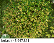 Top view of Pilea depressa variegata, showcasing its dense mat of tiny green and yellow variegated leaves in a natural garden setting. Стоковое фото, фотограф Татьяна Терехина / Фотобанк Лори