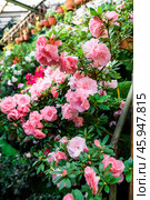 Delicate pink azalea flowers in full bloom, surrounded by lush green leaves, captured in a vibrant vertical composition. Стоковое фото, фотограф Татьяна Терехина / Фотобанк Лори