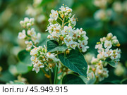 White flowers of deutzia scabra plena blooming in summer garden. Стоковое AI-изображение, AI-художник Иван Рябоконь / Фотобанк Лори